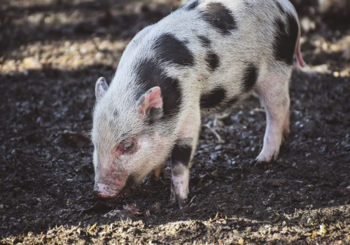 Varken levensduur: hoe oud worden varkens?