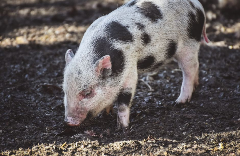 Varken levensduur: hoe oud worden varkens?